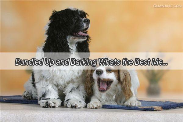 Bundled Up and Barking Whats the Best Medicine for Your Furry Friends Frozen Tummy